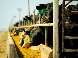 Cattle feeding in feedyard
