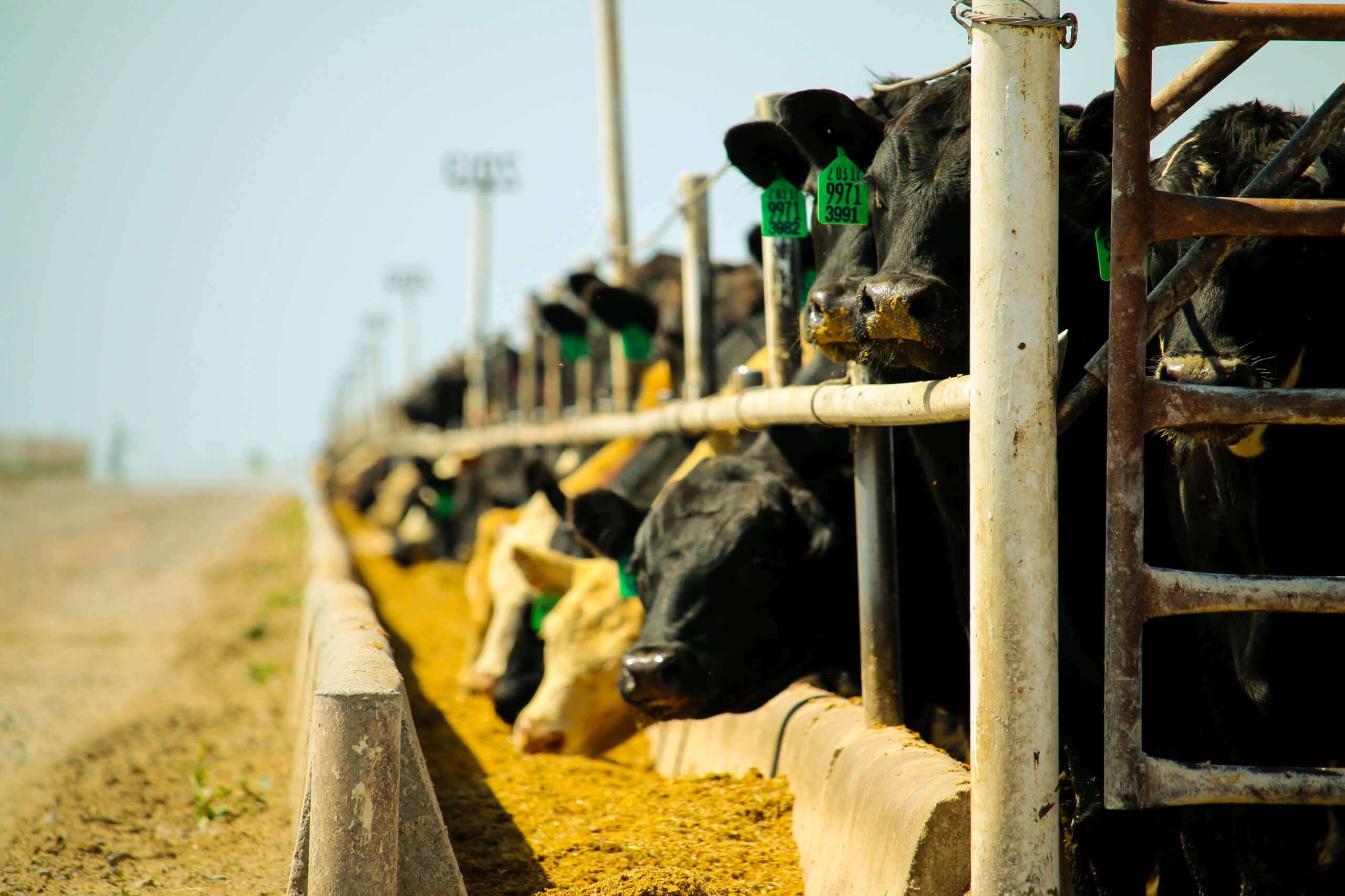 Hoxie Cattle feeding in feedyard