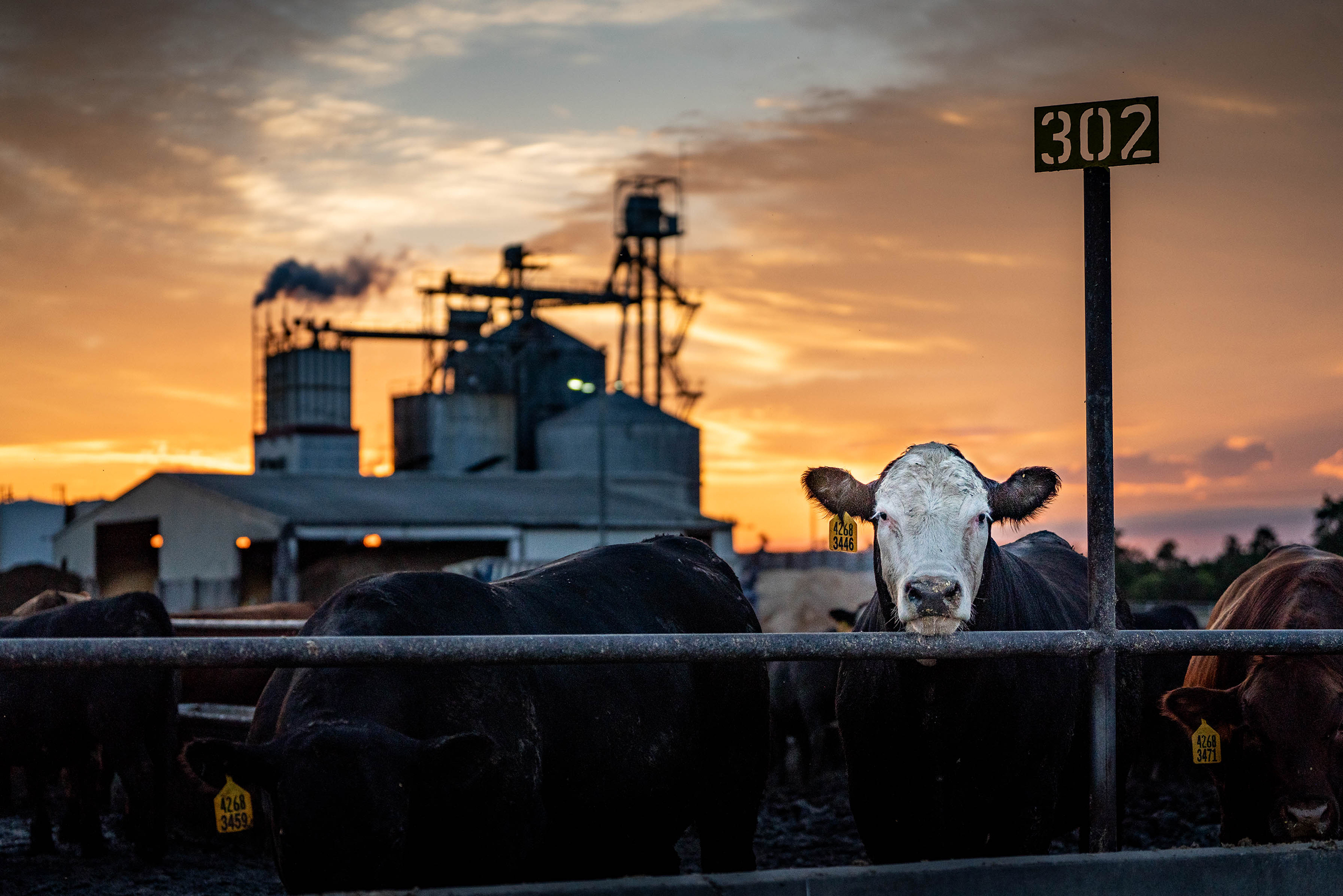 Pioneer Feedyard Location