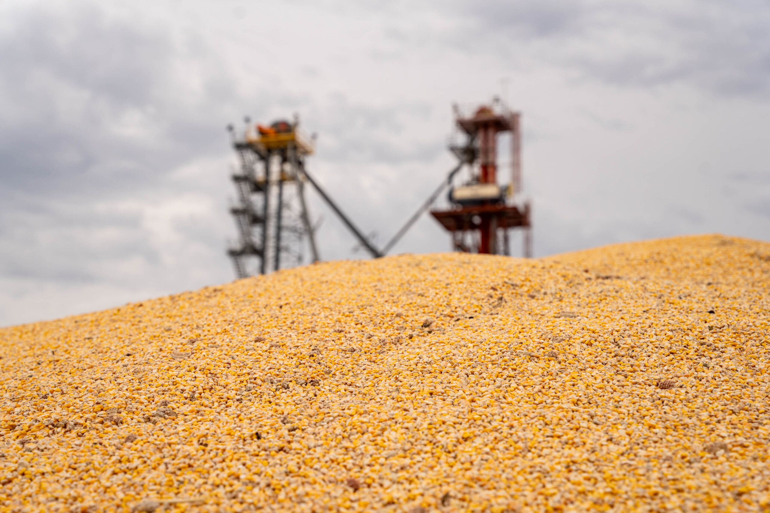 Nutrition Grains A pile of high moisture corn sits ready near the mill.