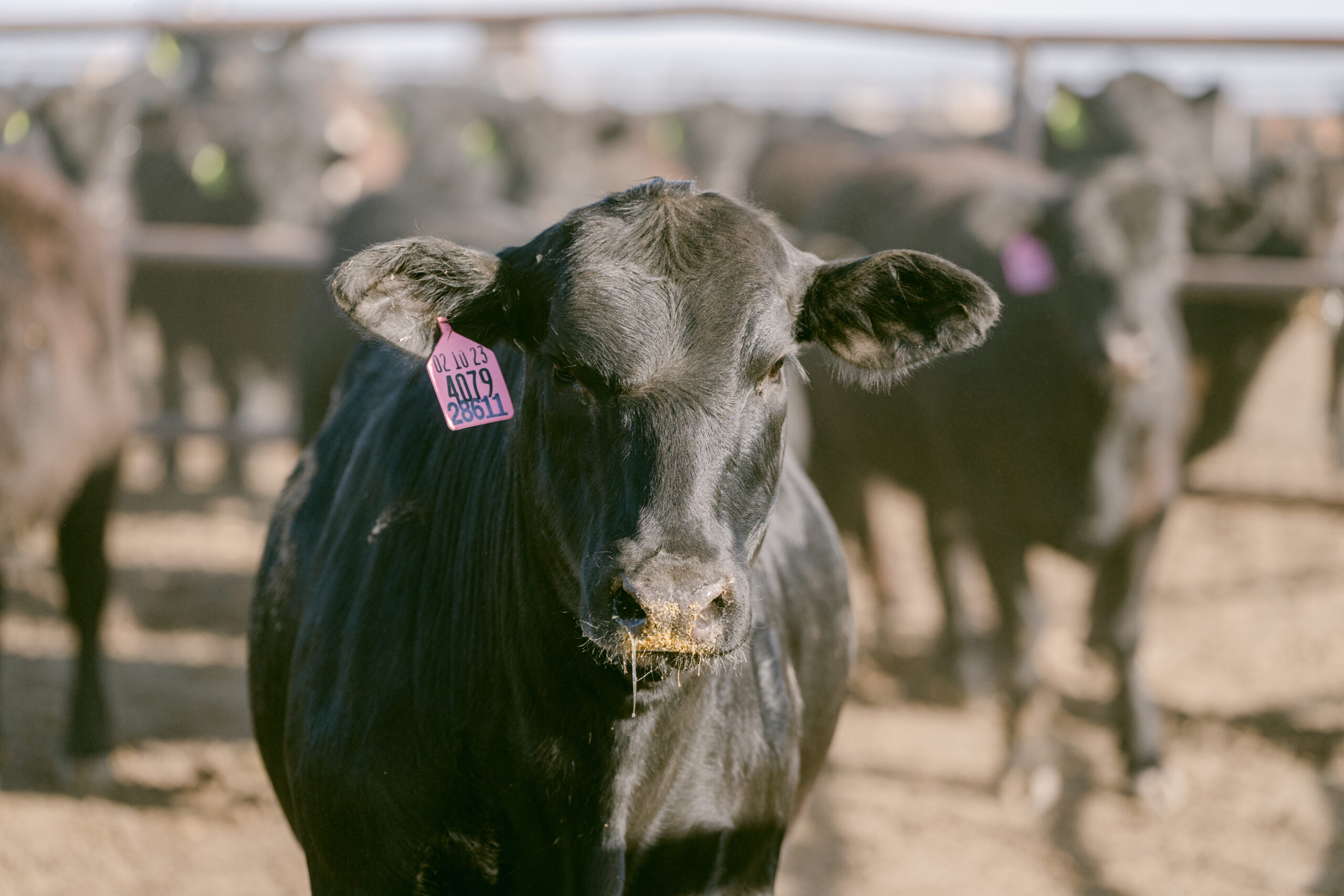 Nutrition Steer A Foote Cattle Company steer eating feed.