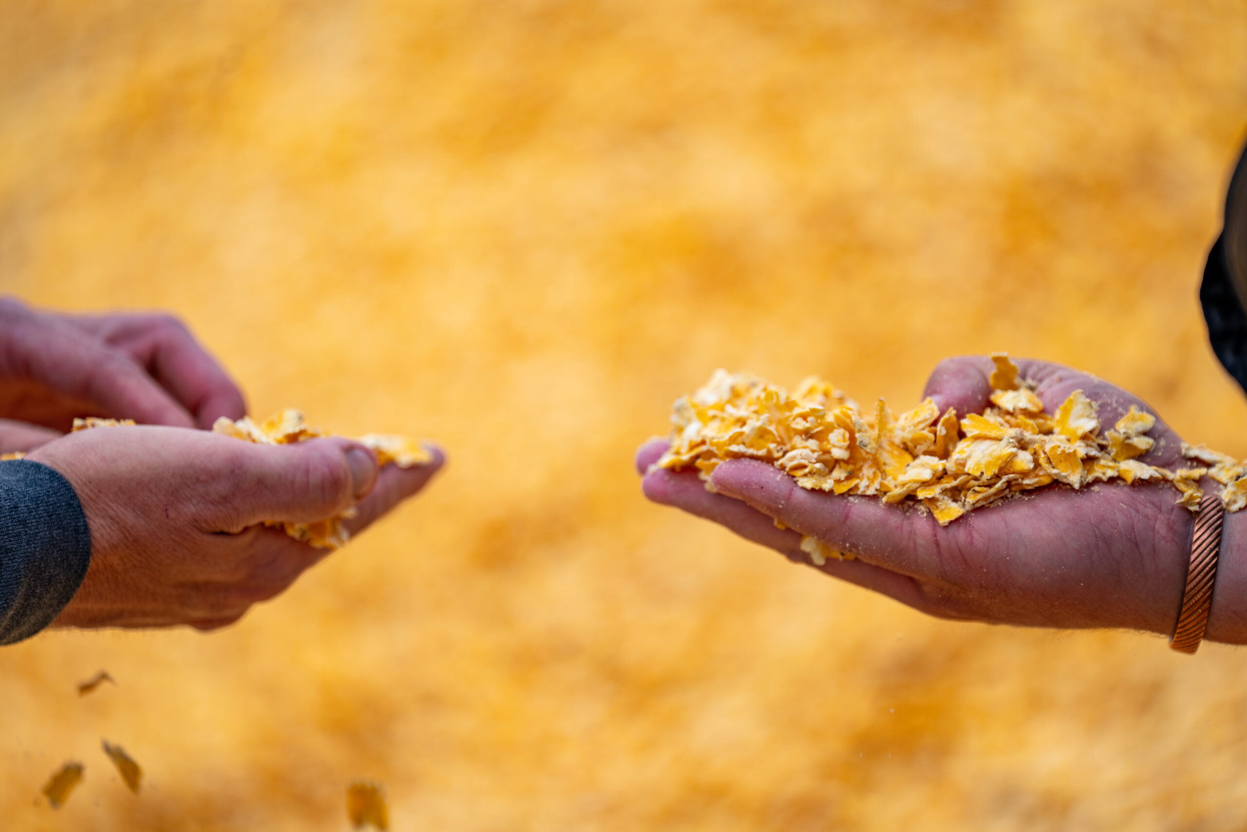 Feed in Hands Two Foote Cattle Company employees examine a sample of feed grains.